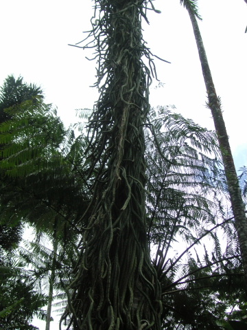 s_A_PICT0088.JPG